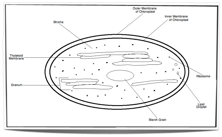 Chloroplast 8.2.1